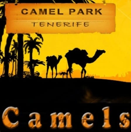 Camel Park en Arona, Tenerife
