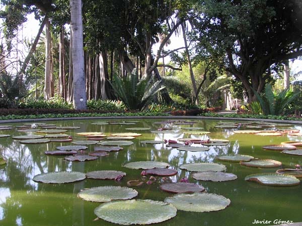 Jardín Botánico del Puerto de la Cruz