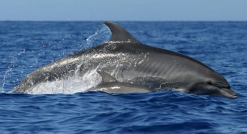 Cetaceos en Tenerife