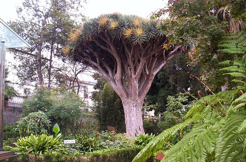 Hijuela del Botánico, en La Orotava Hijuela del Botánico, en La Orotava